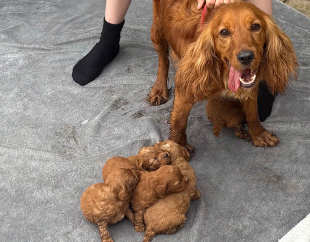 Cockerel puppies