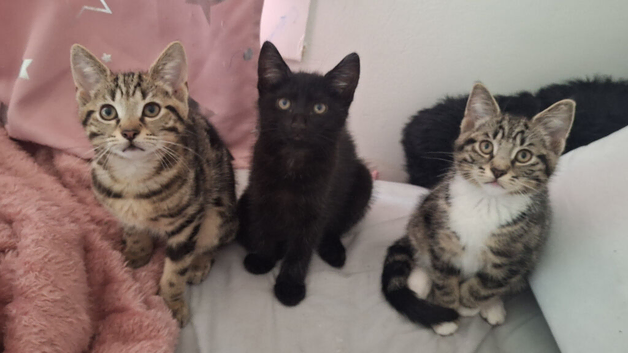 3 wonderfull kittens