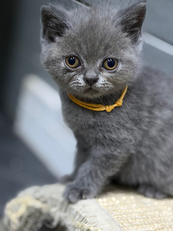 British short haired kittens