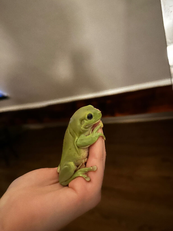 Pair of whites tree frogs for sale