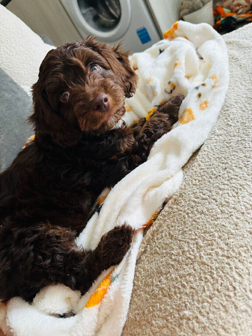 Stunning cockapoo