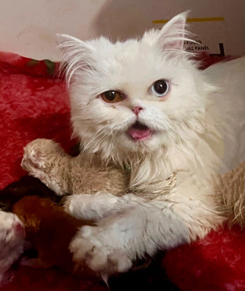 Fluffy Persian 1 girl left