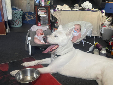 Lovely dog