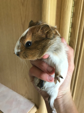 Baby girl guinea pig