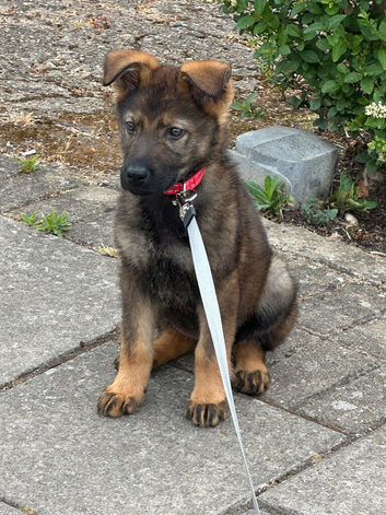 German shepherd puppy