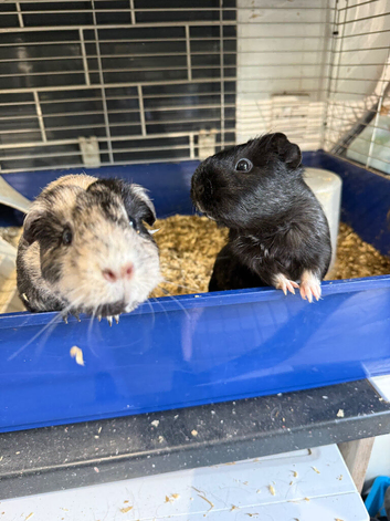 2 bonded boys and 2 bonded girls