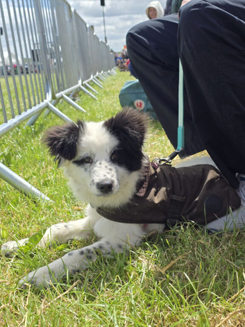Beautiful fluffy samoyed cross female puppy