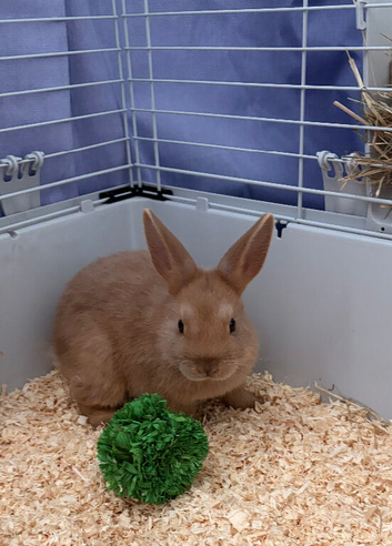 Netherland dwarf bunny with full set up included