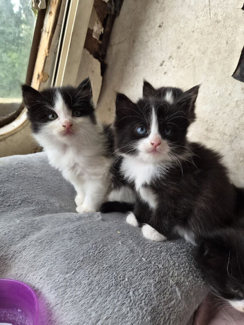 Beautiful kittens almost ready to go