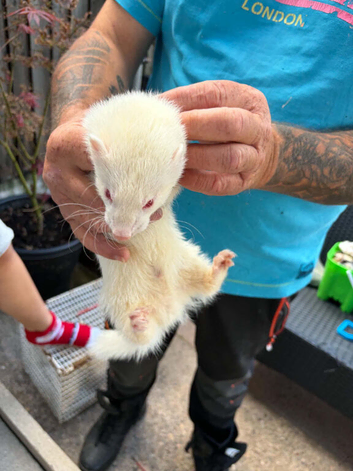 Ferrets