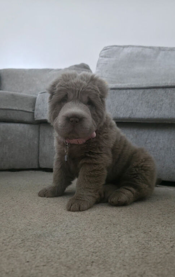 Top quality bear coat sharpei for sale