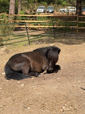 Standard Shetland Gelding