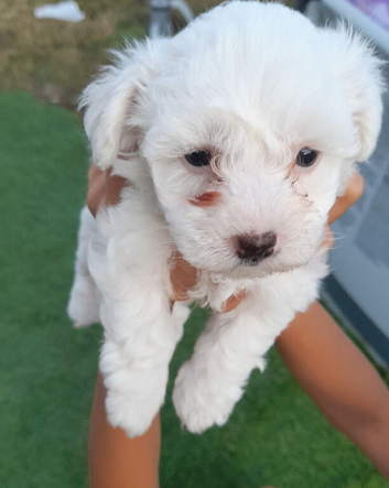 Bichon