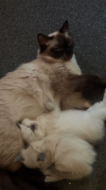 2 blue point ragdoll kittens