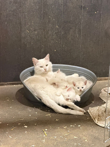 Farm Kittens