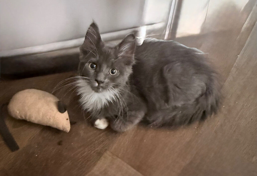 Maine coon