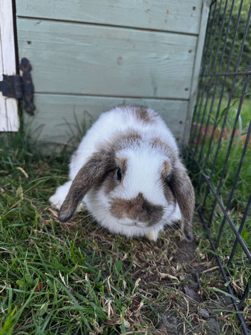 Mini Lop for sale