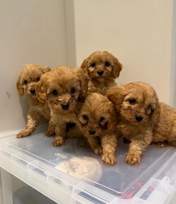 Cavapoos