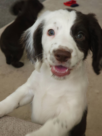 One last puppy left