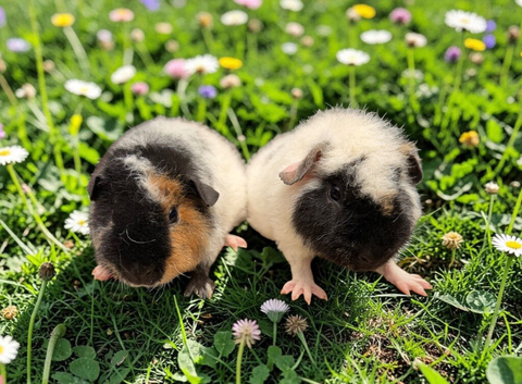 Gorgeous Teddy Babies