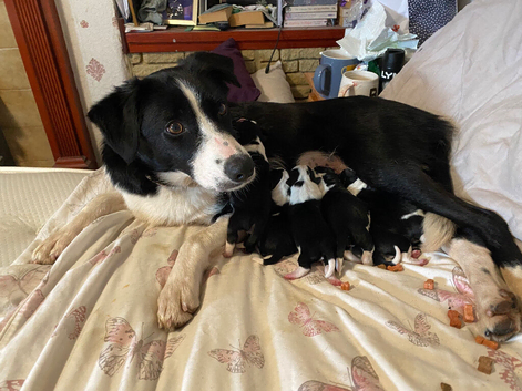 Beautiful Border Jack Puppies for Sale