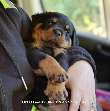 Rottweiler Puppies