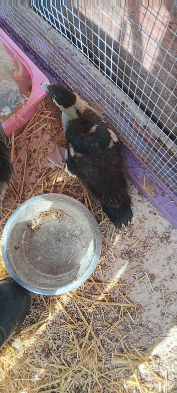 2 moscovy ducks