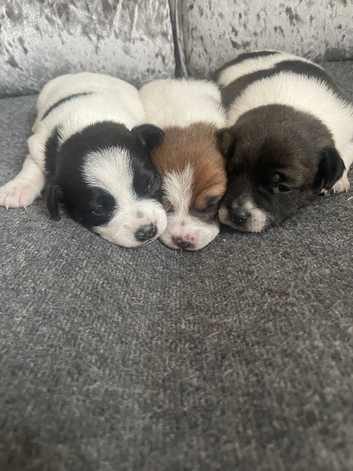 3 unique full bred Jack Russel girls