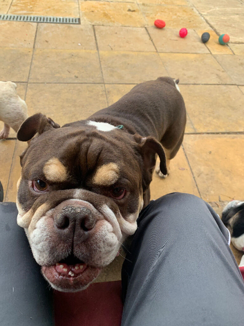 English bulldog boy