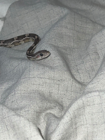 Corn snake