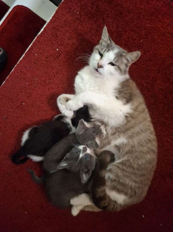 Beautiful kittens grey with white paws