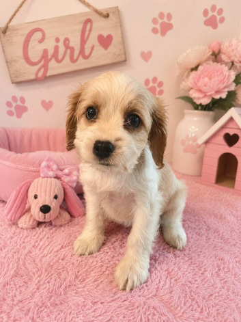 ** RARE COLOURED DNA CLEAR CAVAPOO PUPPIES **