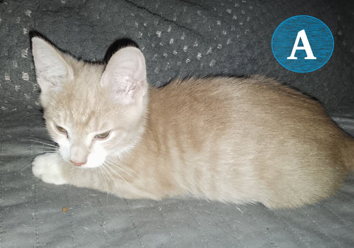 Two Ginger Boy Kittens - Serious Inquiries Only