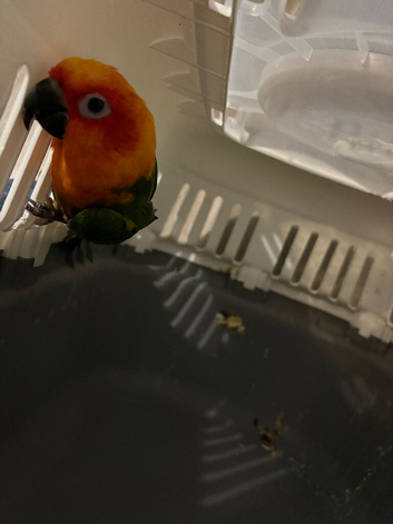 Jenday and white eyed conure