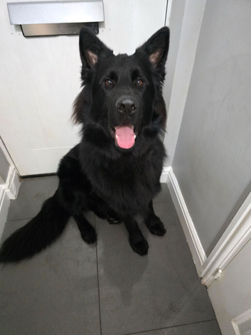Male long haired German Shepherd  for sale