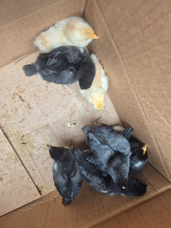 Chicks and ducklings available