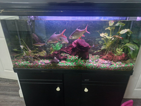 Large thank and fish