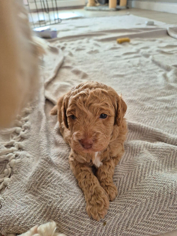 Beautiful Cockerpoo pups