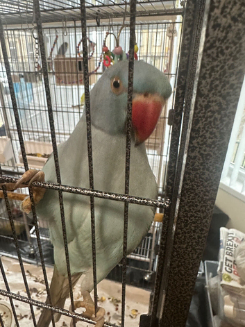 Hi for sale my Indian redneck blue male Sami tame