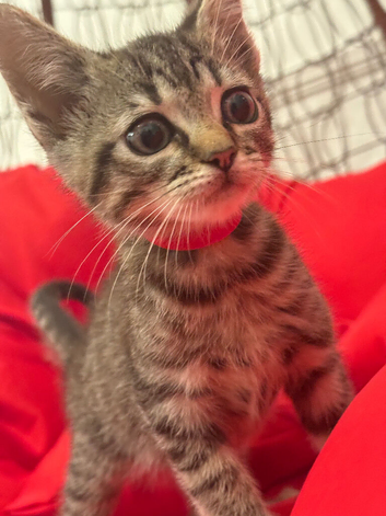 Bengal x British long hair