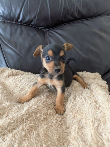 Beautiful Pure Bred Jack Russells.