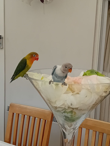 Fischers lovebirds for sale