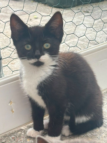 2 kittens tuxedo and black