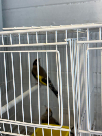 2026 BBC Rung Young Male Goldfinches
