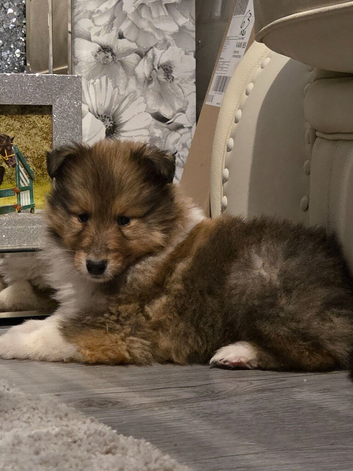 Sable tri puppies