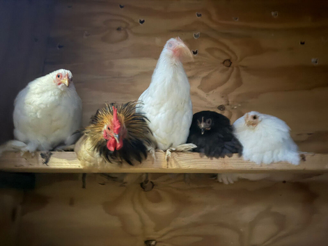 Chickens