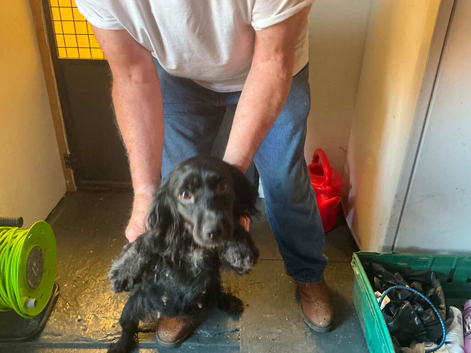 cocker spaniel girl for sale