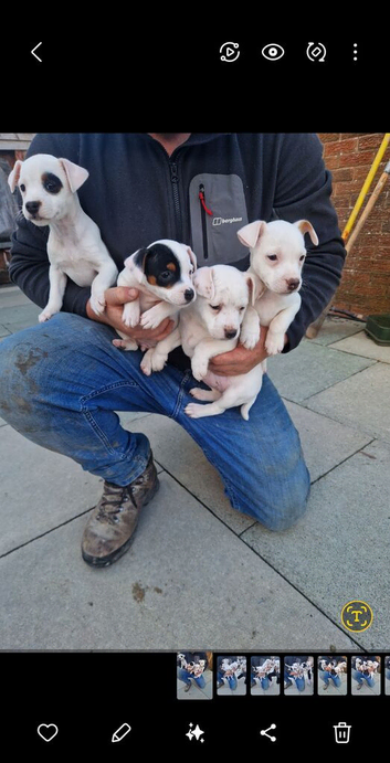 Jack Russell Puppy's