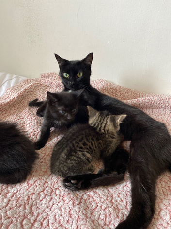 Selling 6 kittens