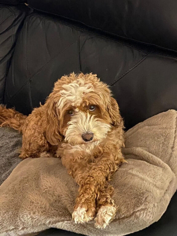 Adult Cavapoo Girl